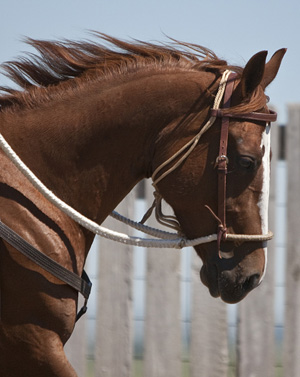 HK6Hackamore.jpg