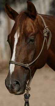 Craig Cameron Horse Handling Rope Halter