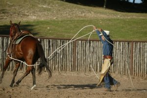 Craig Cameron 25 Foot Driving Lines (1 pair)