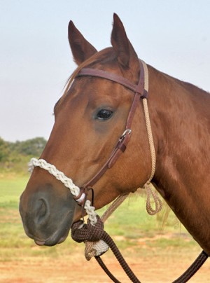 Loping Hackamore-Hard Rope