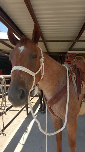 Lariat Halter & Lead Line